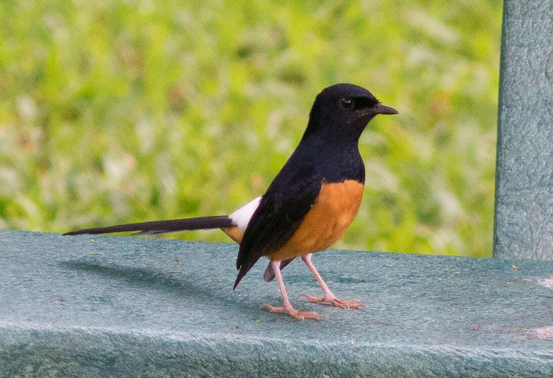 Image of White-rumped Shama