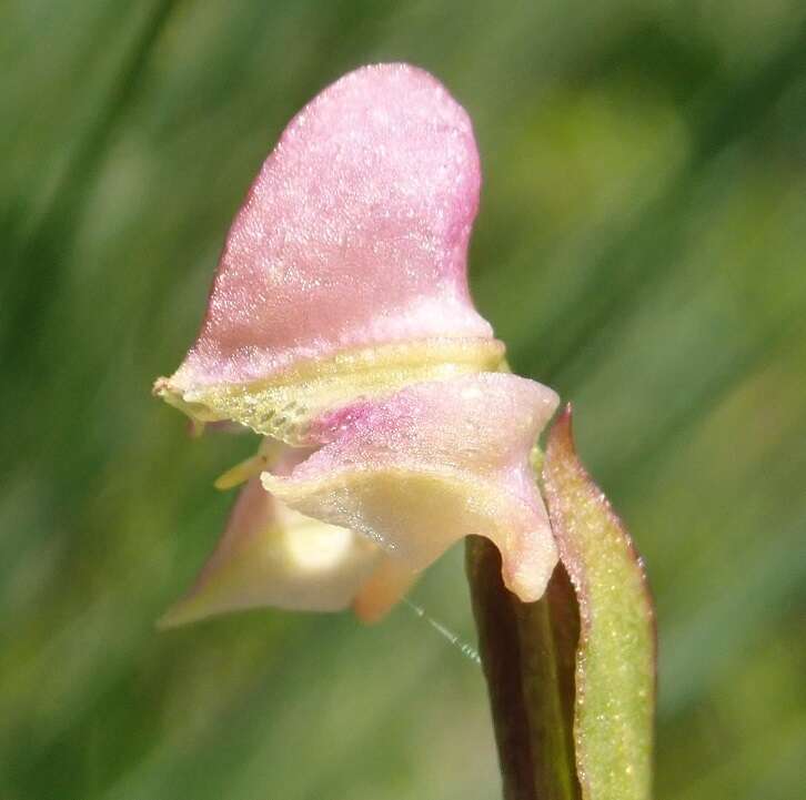 Image of Disperis concinna Schltr.