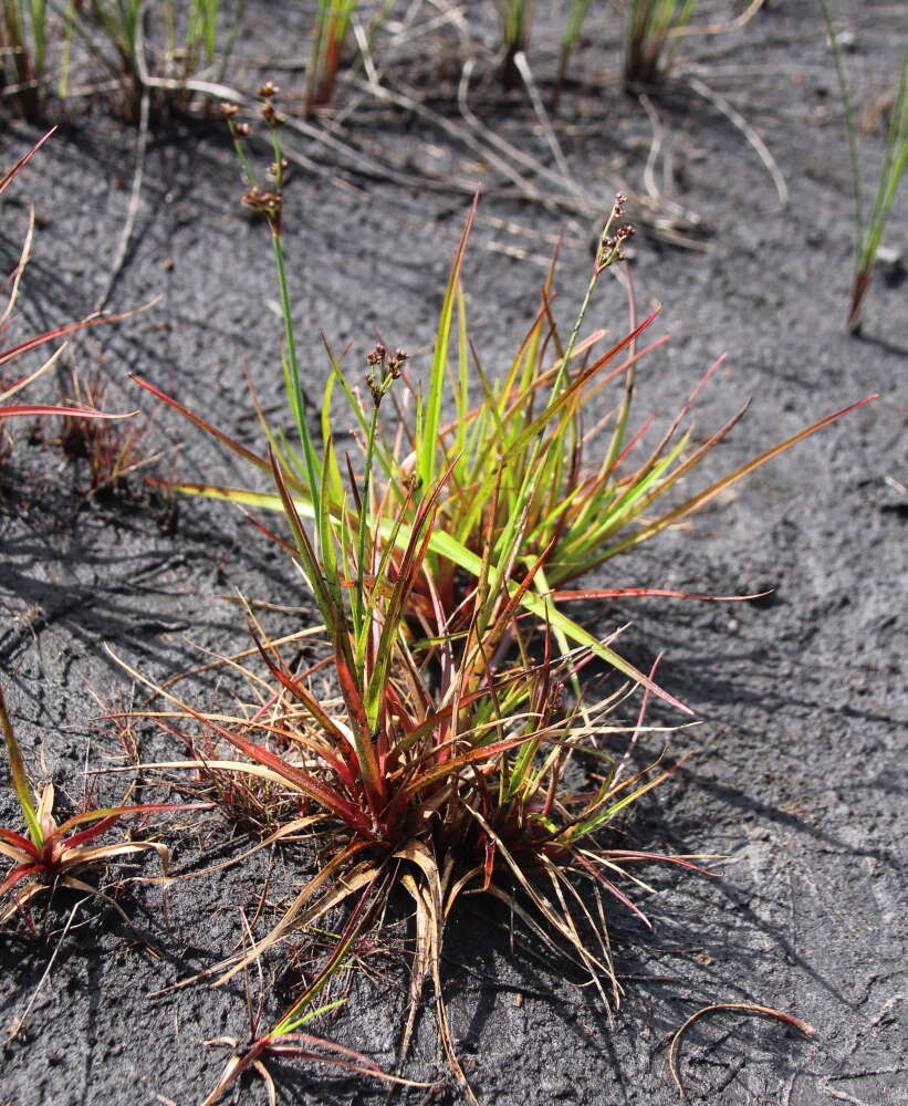 Слика од Juncus planifolius R. Br.