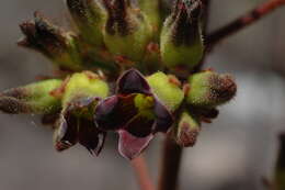 Image of Kalanchoe tomentosa Baker