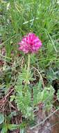 Image of Anthyllis montana subsp. montana