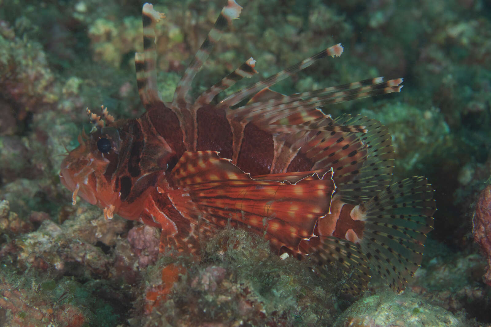 Dendrochirus zebra (Cuvier 1829) resmi