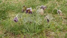 Image of Pulsatilla pratensis subsp. hungarica Soó