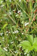 Image of Common Marsh-bedstraw