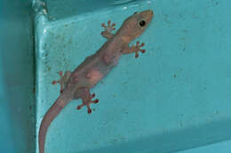 Image of House Gecko