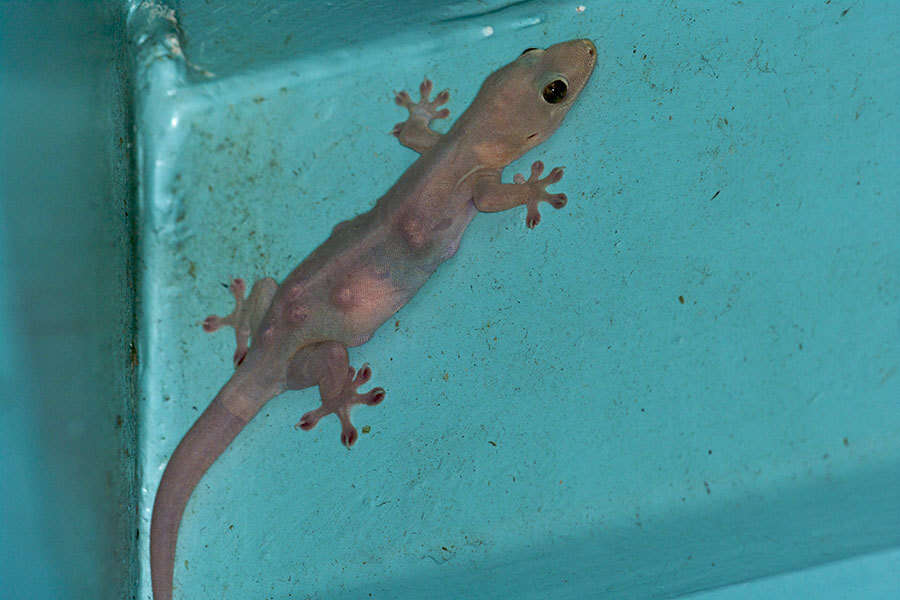 Image of House Gecko