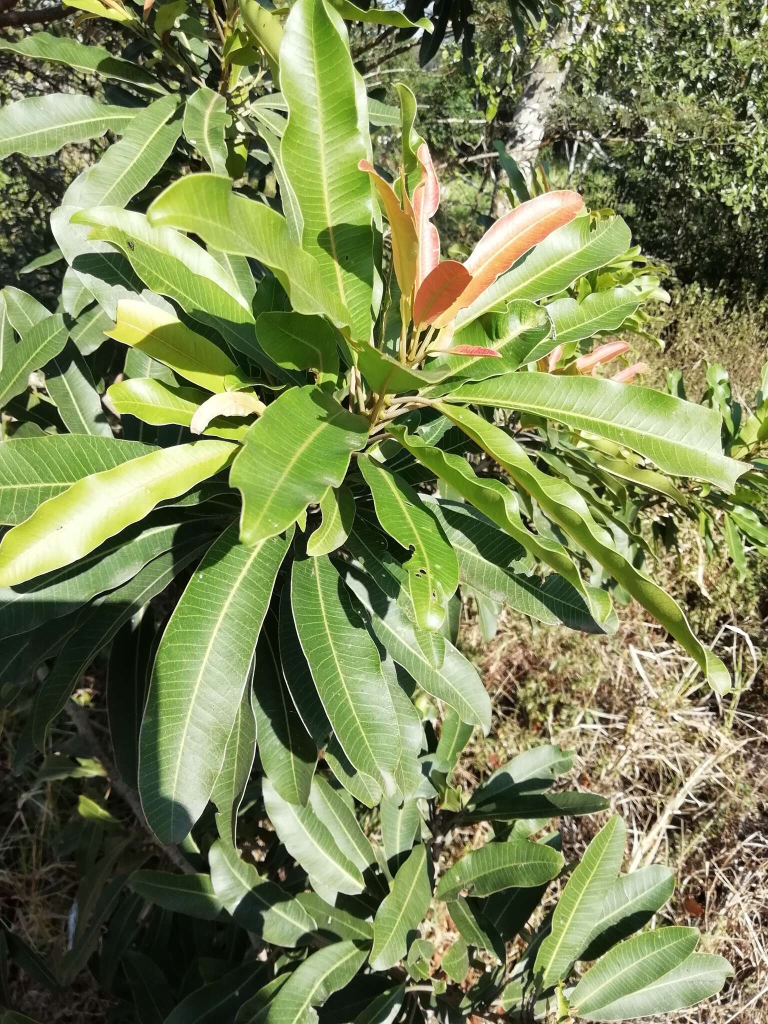 Image of Protorhus longifolia (Bernh.) Engl.