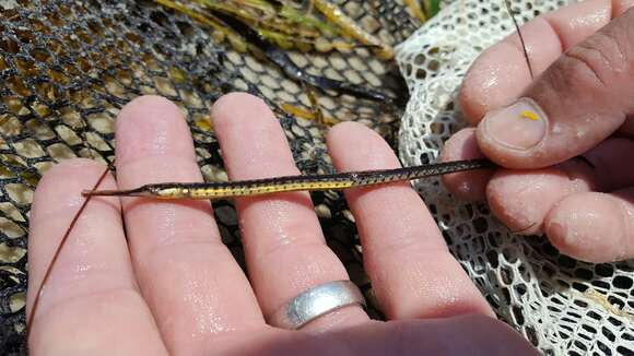 Image of Chain pipefish