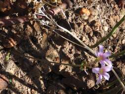 Image of Oxalis livida var. altior T. M. Salter