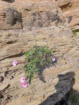 Image of Incarvillea diffusa Royle