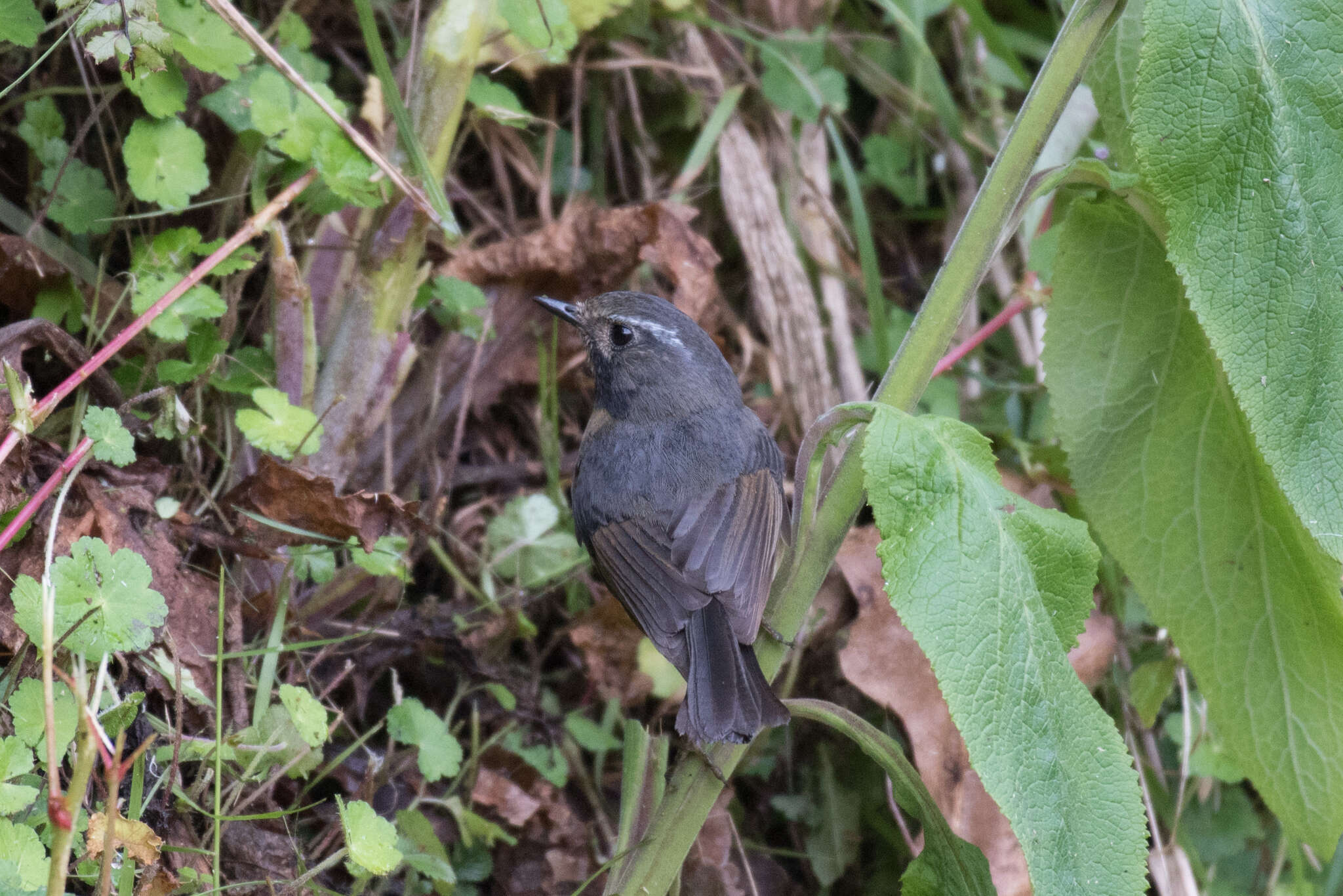 Image of Collared Bush Robin