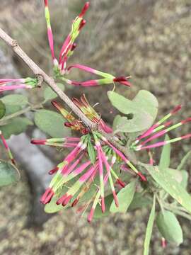 Слика од Oncocalyx bolusii (Sprague) D. Wiens & R. M. Polhill