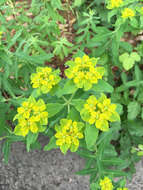 Image of eggleaf spurge