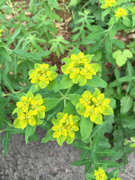 Euphorbia oblongata Griseb. resmi