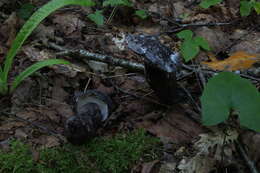 Image of Tylopilus alboater (Schwein.) Murrill 1909