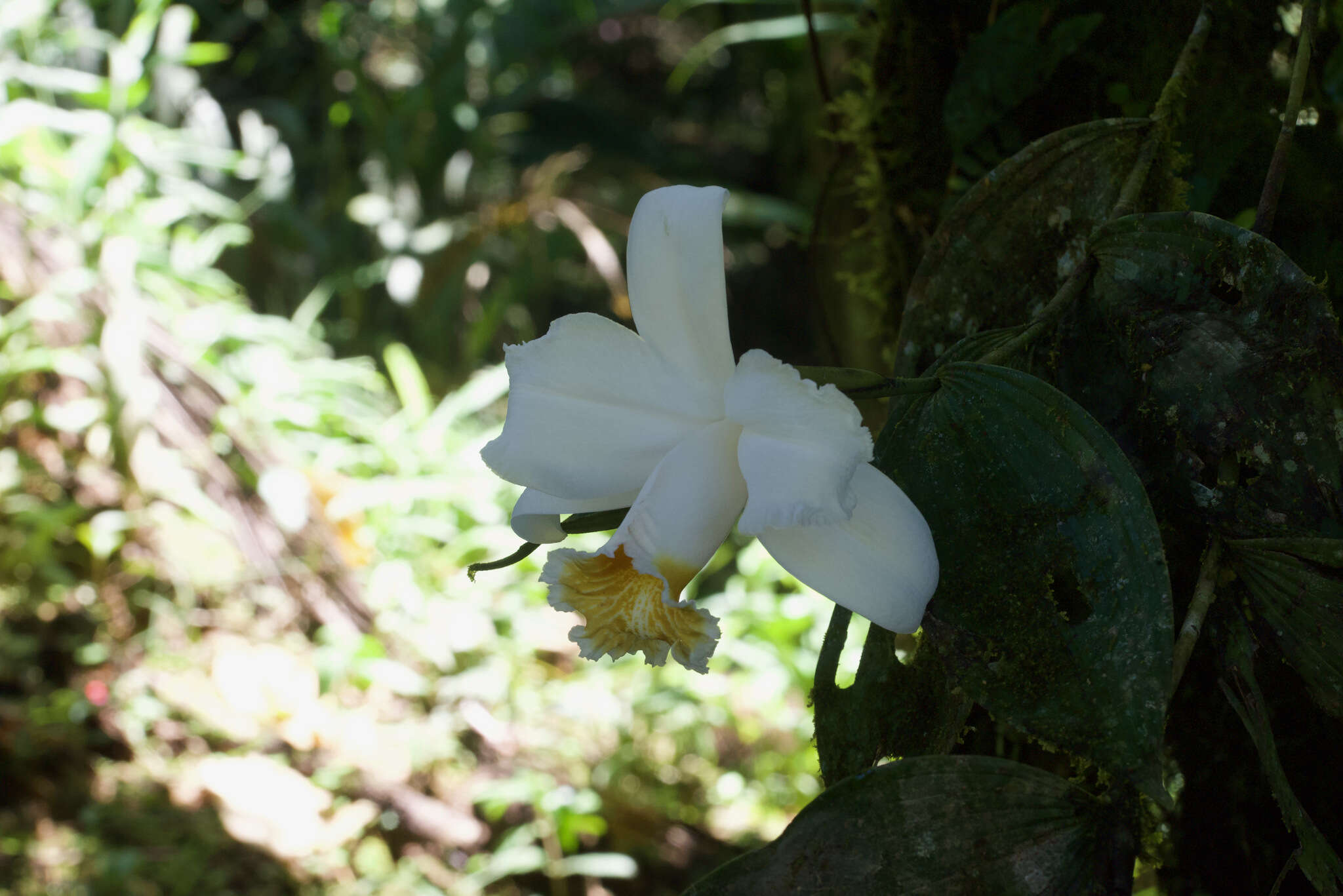 Image of Sobralia chrysostoma Dressler