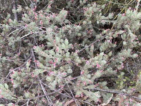 Image of Adenanthos macropodianus E. C. Nelson