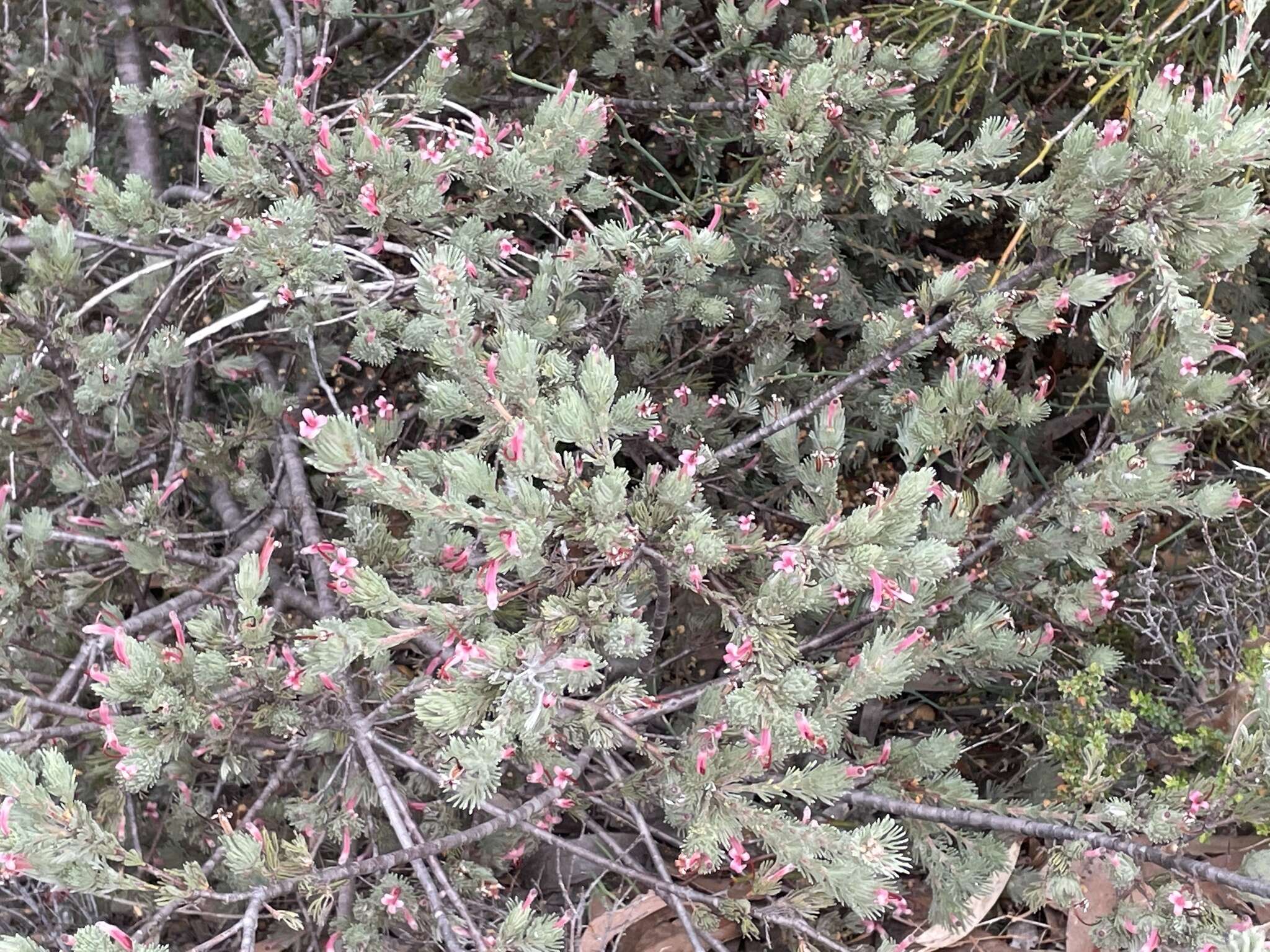 Image de Adenanthos macropodianus E. C. Nelson