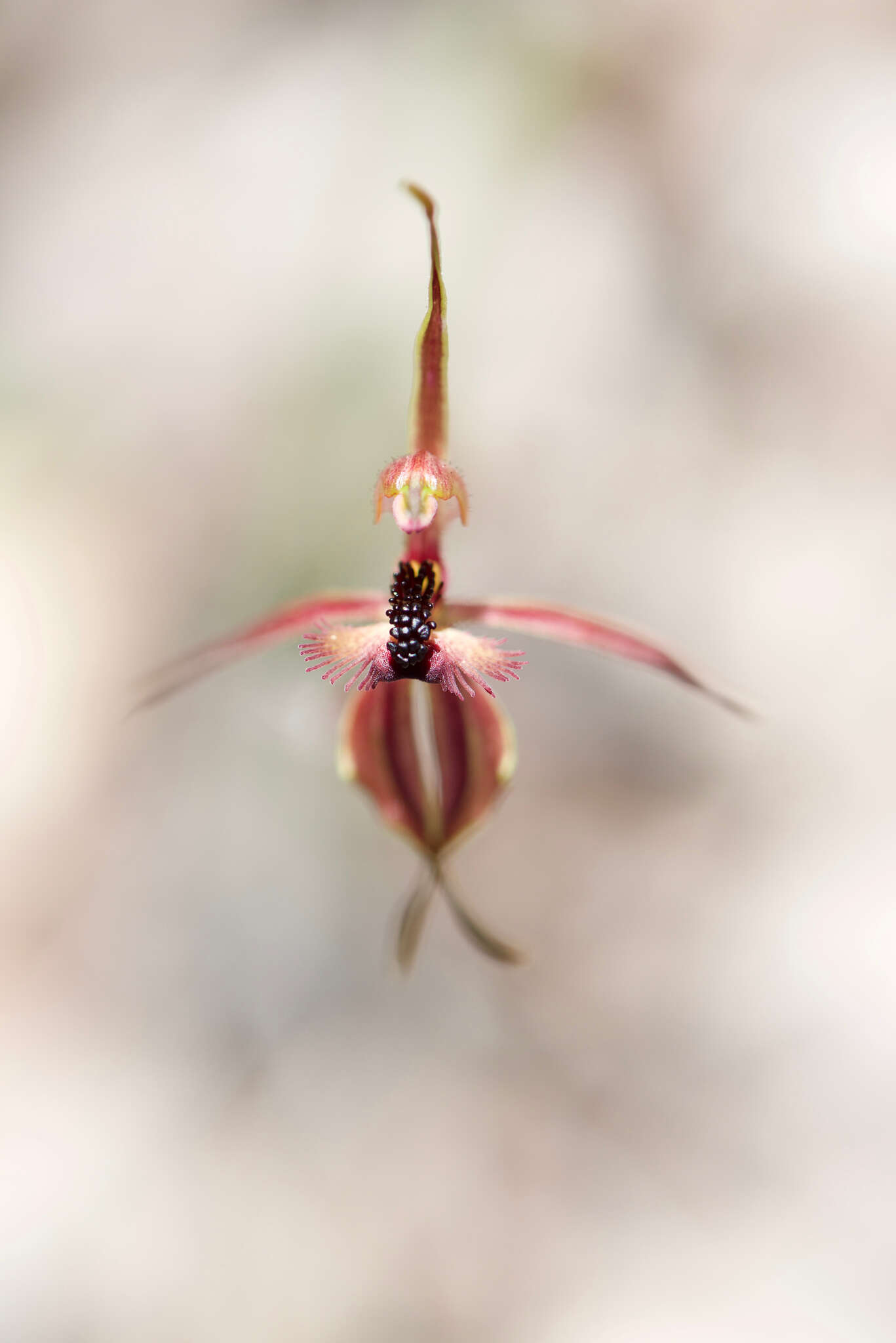 Caladenia plicata Fitzg.的圖片