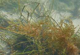 Слика од Sargassum natans