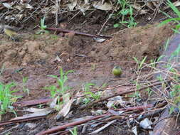 Image of Cape Siskin