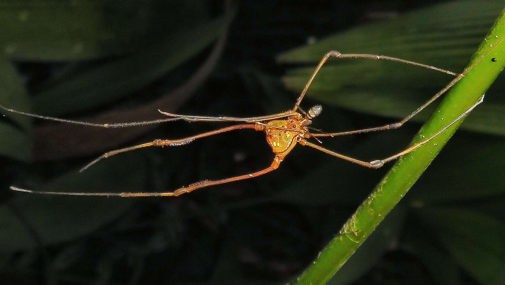 Image of Pristocnemus pustulatus Koch 1839