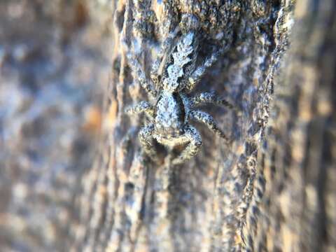 Image of Platycryptus californicus (Peckham & Peckham 1888)