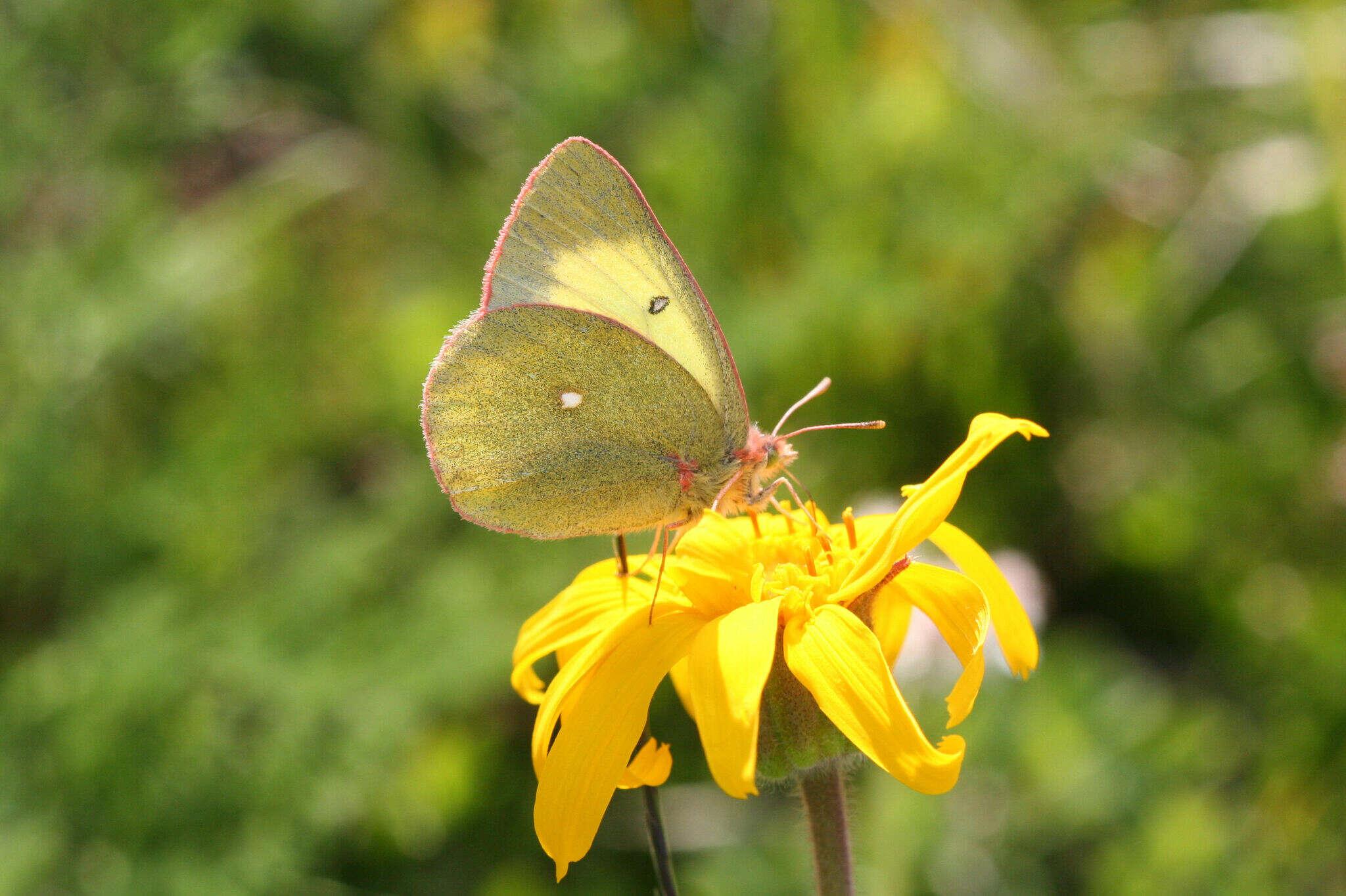 Image de <i>Colias palaeno europomene</i> Ochsenheimer 1816