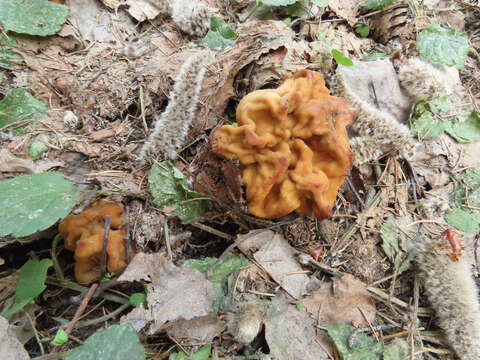 Imagem de Gyromitra gigas (Krombh.) Cooke 1878