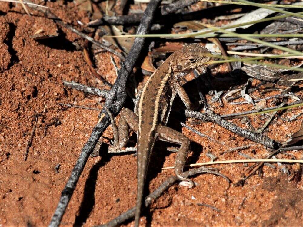 Image of Ctenophorus spinodomus Sadlier, Colgan, Beatson & Cogger 2019