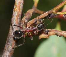 Image of Camponotus intrepidus (Kirby 1819)