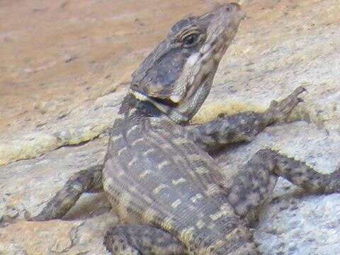 Image of Eastern Cape Crag Lizard