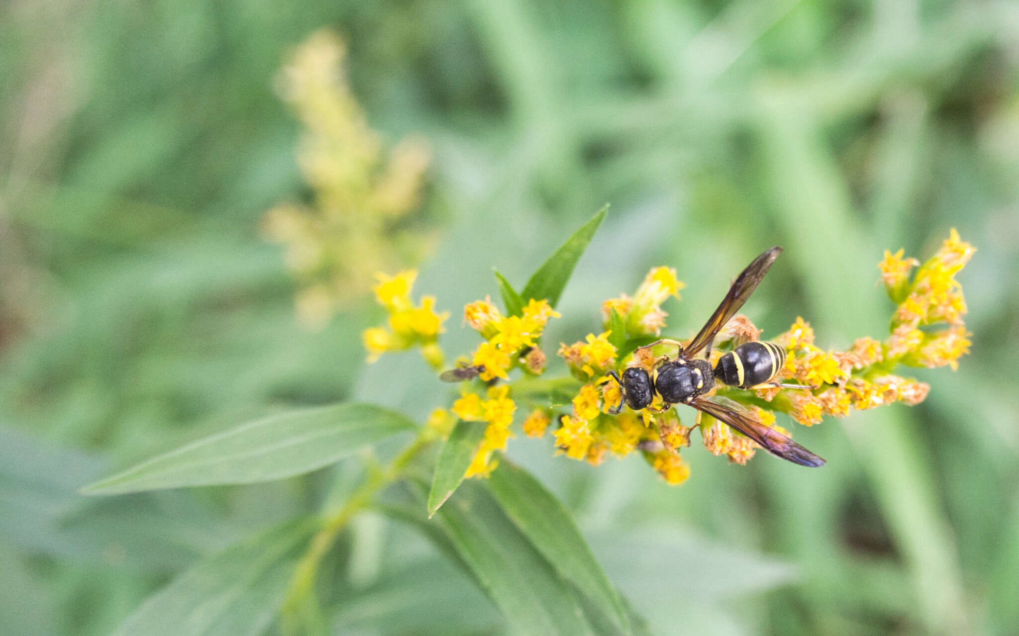 Image of Ancistrocerus antilope (Panzer 1789)