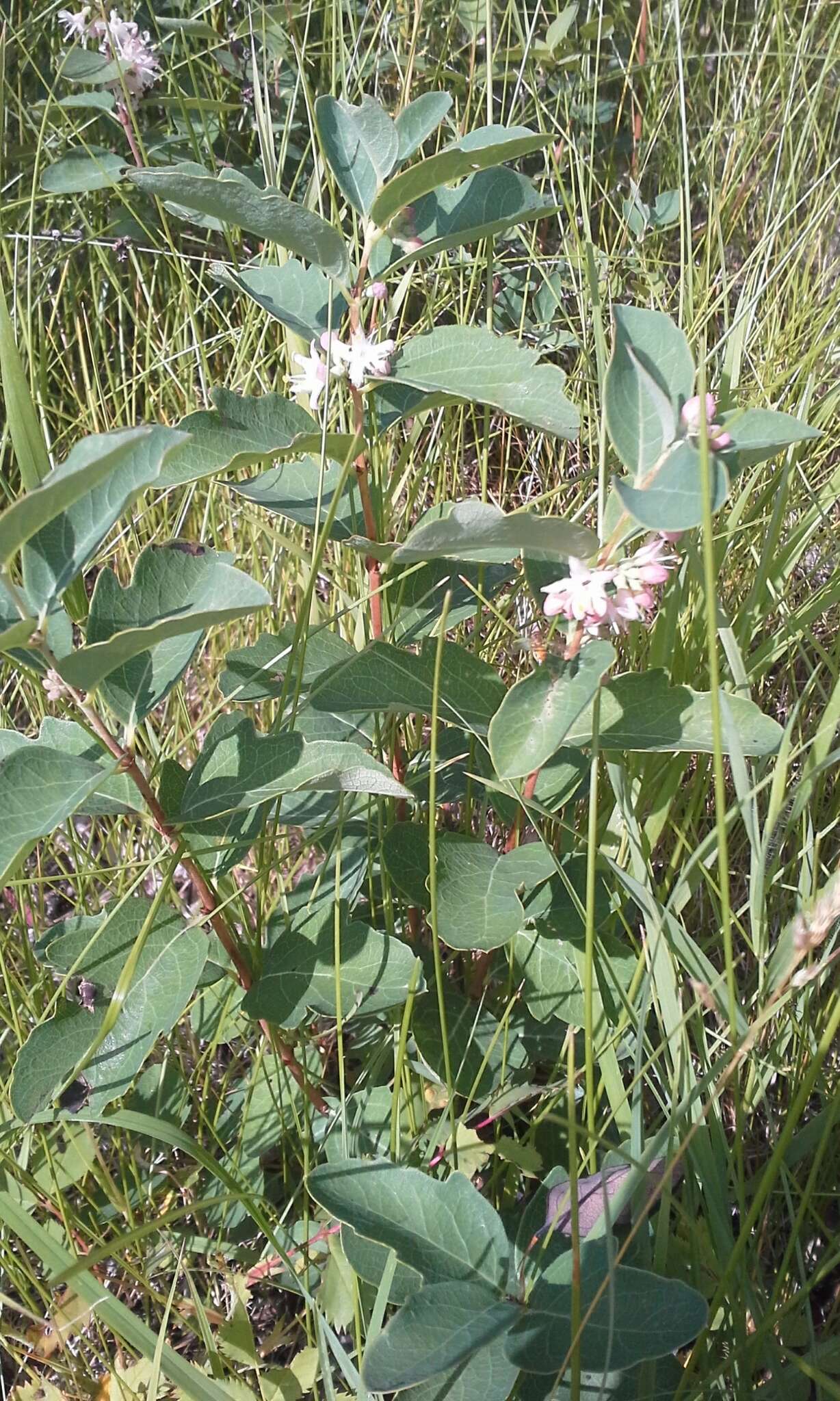 Image of western snowberry