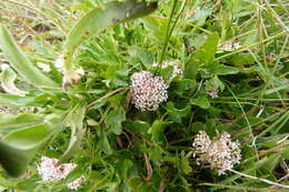 Trachymene humilis (Domin) Benth. resmi