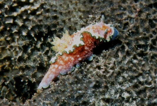 Image of Mauve green edged stocky slug