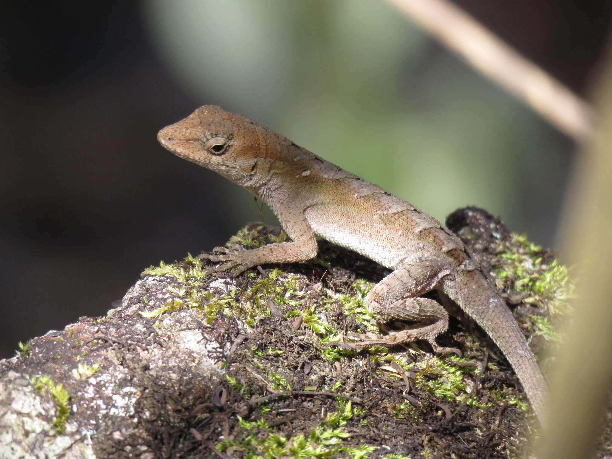 Image of Anolis wellbornae Ahl 1940