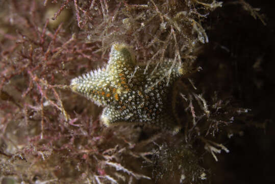 Image of Asterina phylactica Emson & Crump 1979