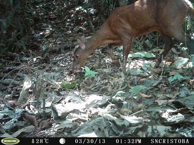 Image of Central American Red Brocket Deer