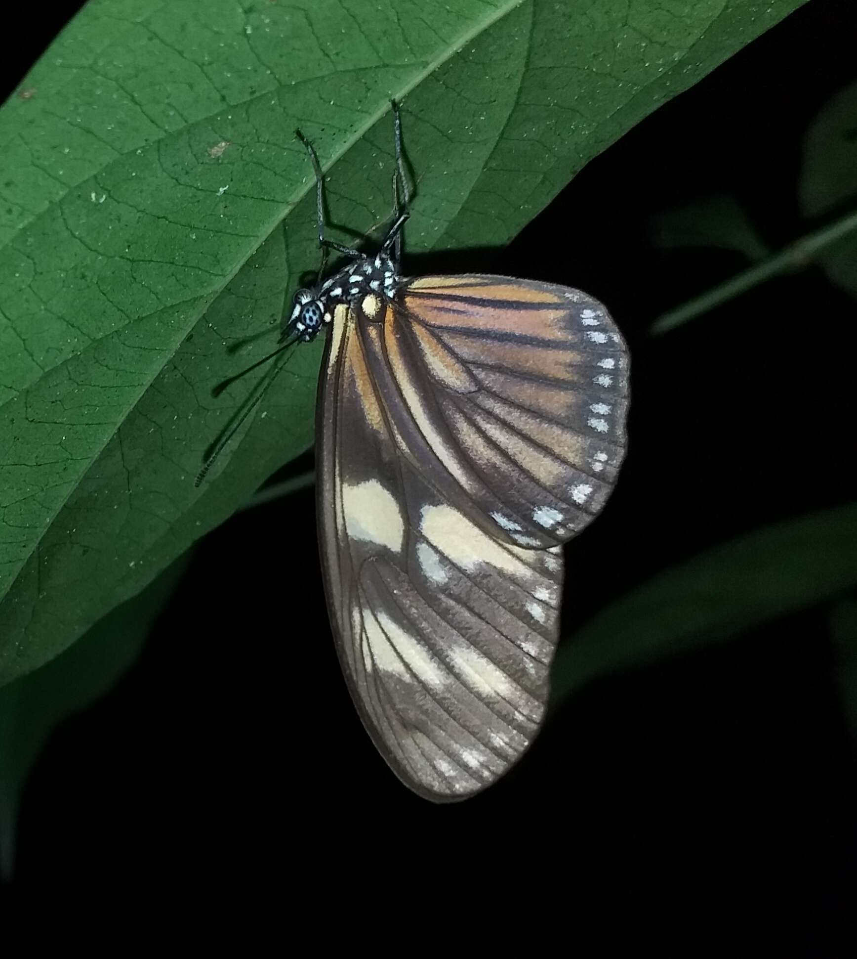 Image of Eueides vibilia Latreille & Godart 1819