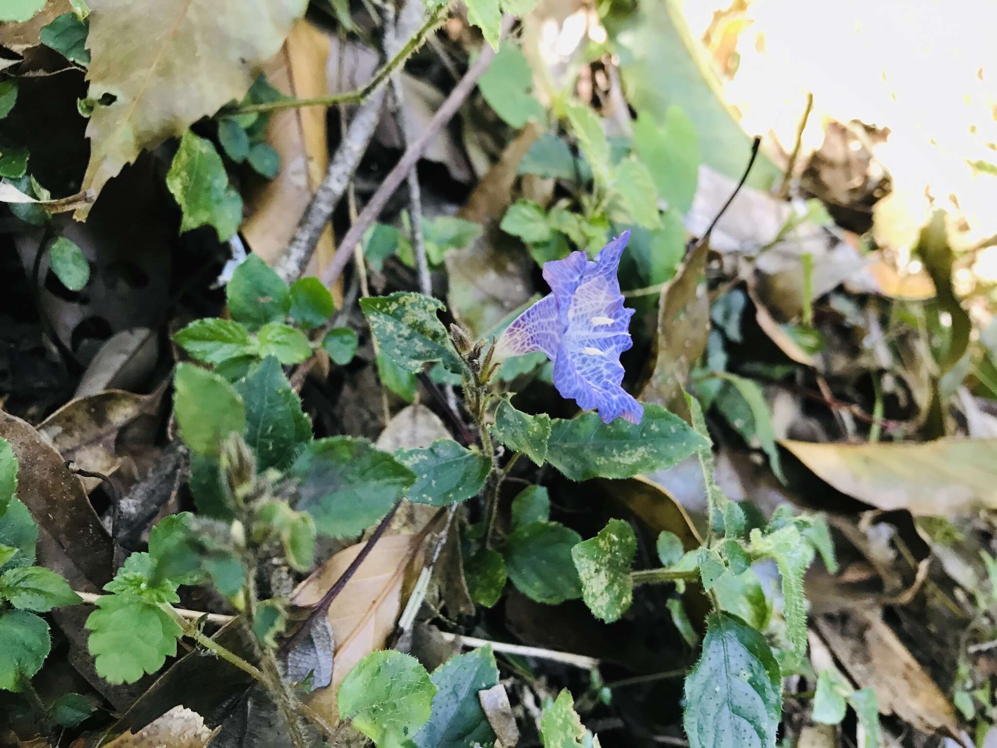 Strobilanthes rankanensis Hayata resmi