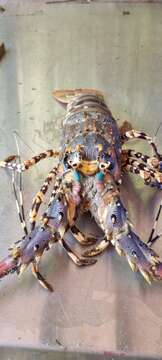 Image of Ornate Spiny Lobster