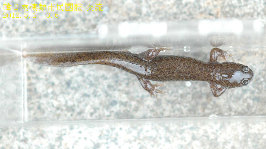 Image of Tokyo Salamander