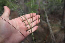 Image de Schizachyrium rhizomatum (Swallen) Gould