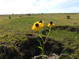 Helenium mexicanum Kunth resmi