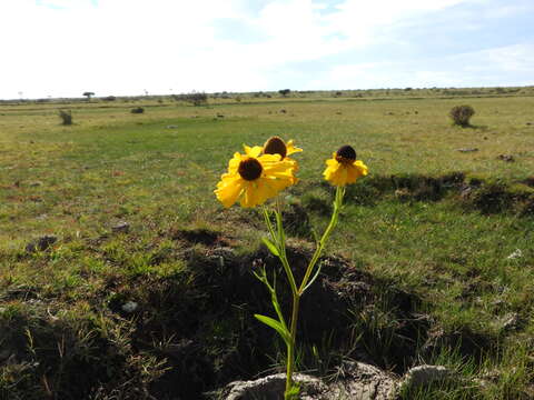 Image de Helenium mexicanum Kunth