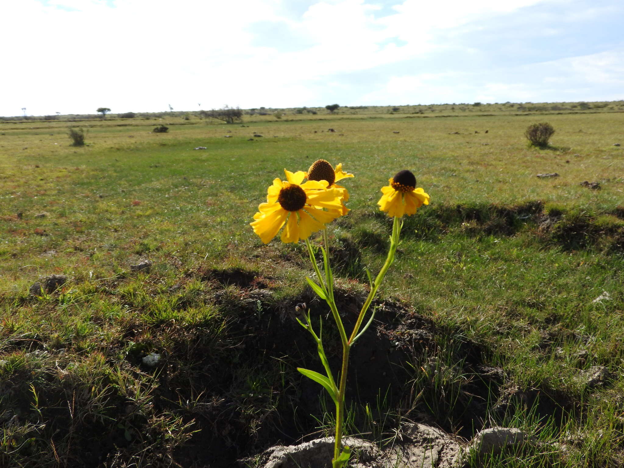 Helenium mexicanum Kunth resmi