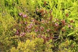 Image de Erica pulchella var. pulchella