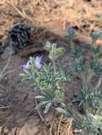 Plancia ëd Lupinus kingii S. Watson