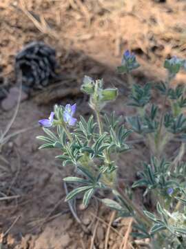 Image of King's Lupine